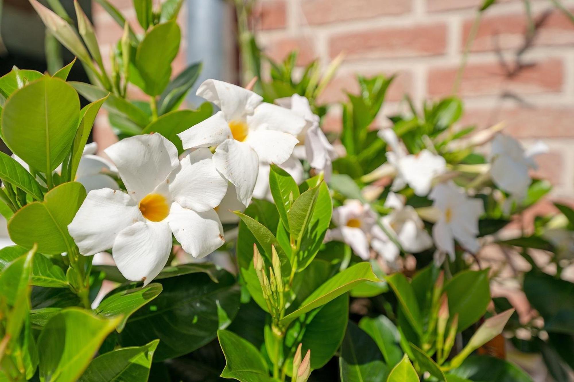 Ostseelaune Scharbeutz Ngoại thất bức ảnh